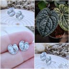 Srebrni uhani list Flamingovca - Anthurium luxurians
